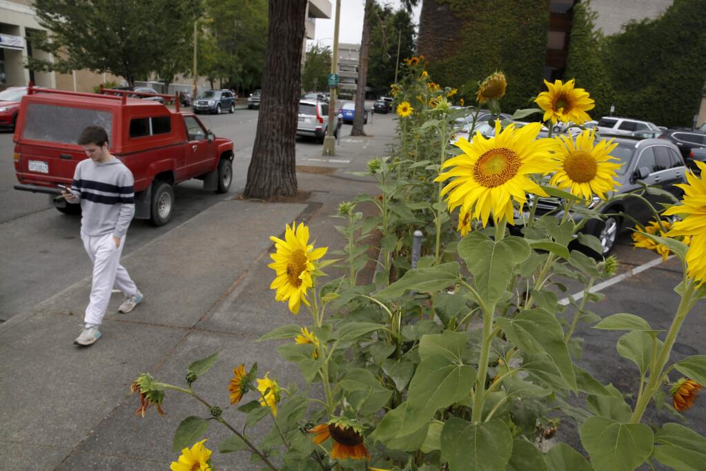 Chris Carroll walks past a row of sunflowers blooming along Second St. near E Street, Monday, Aug. 27, 2018, in Santa Rosa. (Beth Schlanker / The Press Democrat)