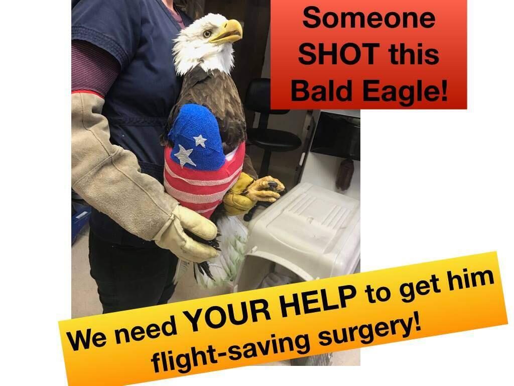 In this post from the Sonoma County Wildlife Rescue's Facebook page, the group shares information about the bald eagle in their care, who was found in Petaluma after being shot. (Sonoma County Wildlife Rescue)