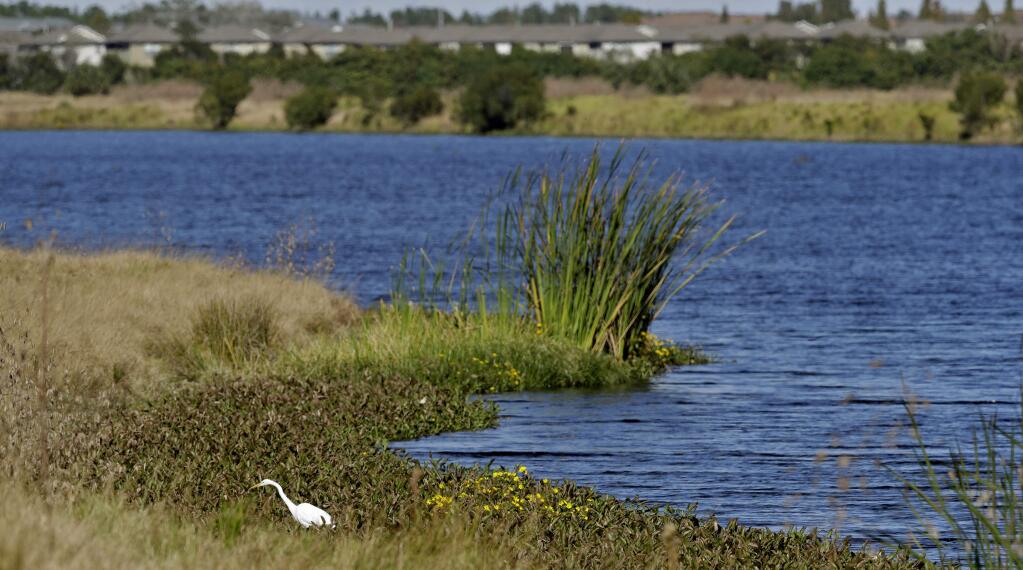 FILE - In this Tuesday, Dec. 11, 2018, file photo, an egret looks for food along Valhalla Pond in Riverview, Fla. The Trump administration was expected to announce completion as soon as Thursday, Jan. 23, 2020, of one of its most momentous environmental rollbacks, removing federal protections for millions of miles of the country's streams, arroyos and wetlands. (AP Photo/Chris O'Meara, File)