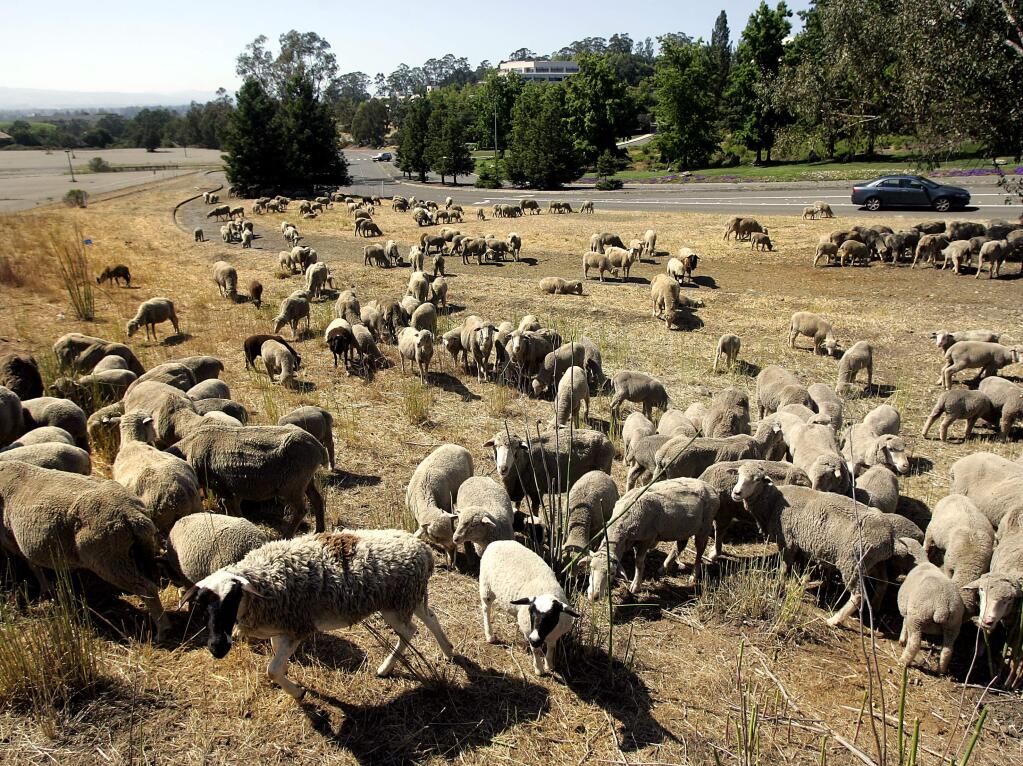 Medtronic enlisted the help of 600 sheep and 135 goats from Living Systems Management of San Francisco to help in brush abatement on their property on Unocal Place off of Fountaingrove Blvd., Wednesday June 24, 2009. (Kent Porter / Press Democrat) 2009