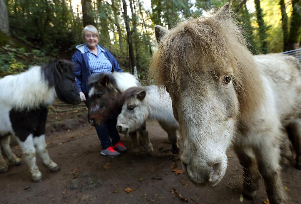 Linda McDonald is seeking new homes for the many animals at the McDonald Ranch, including four miniature ponies. (JOHN BURGESS / The Press Democrat)