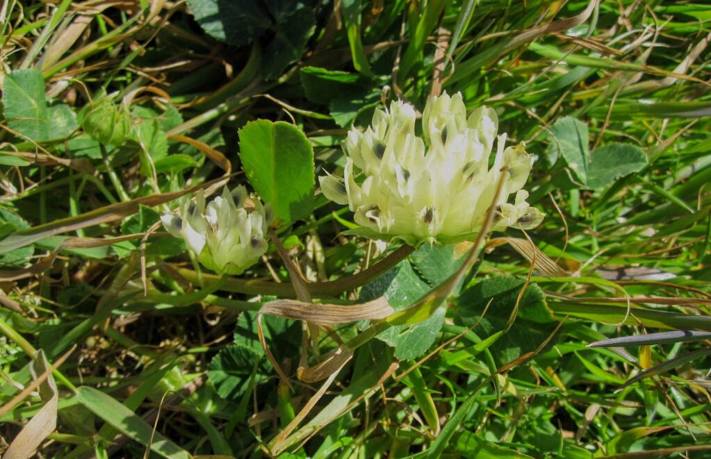Bull Clover, Trifolium fucatum, a favorite edible clover of Sonoma County's First Peoples. Courtesy of Diana Jeffrey.