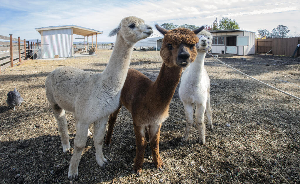After starring alongside Brooke Shields in “Holiday Harmony,” alpacas Napoleon, Teddy and Pedro headed back to Sonoma Lavender BNB Farm on Bonness Road. (Robbi Pengelly/Index-Tribune)