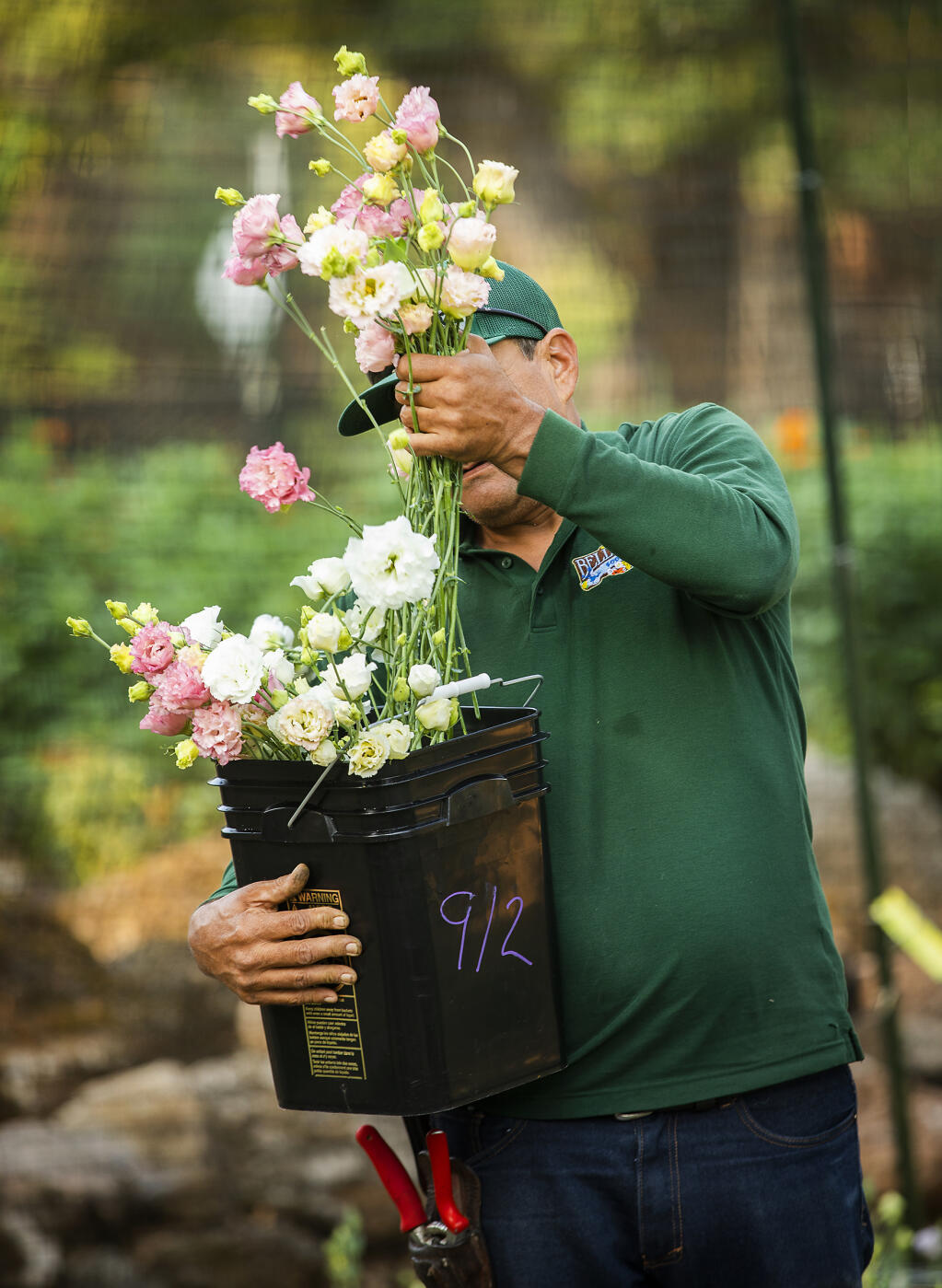 Marcos Mendoza fills a bucket with fresh flowers at the Bell Haven Flower Farm in Kelseyville on Thursday, Sept. 2, 2021. (John Burgess/The Press Democrat)