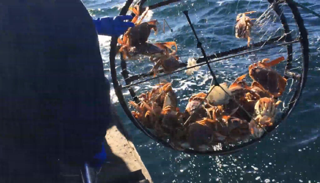 Bodega Bay Sportsfishing hauls in a crabpot full of Dungeness off the Sonoma coast.