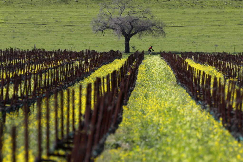 A cyclist rides along Yount Mill Road past mustard blooms  in Yountville, Tuesday, Feb. 27, 2024. (Beth Schlanker / The Press Democrat)