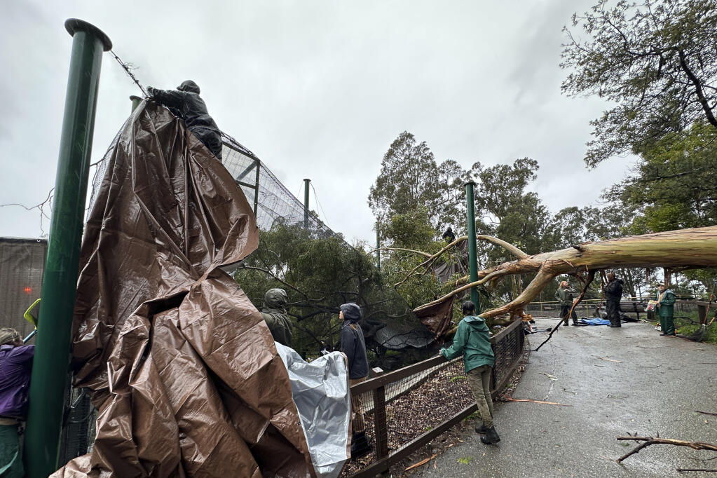 In this image provided by the Oakland Zoo, zoo staff look over a storm-damaged aviary after a tree fell on it at the zoo in Oakland, Calif., Tuesday March 21, 2023. (Oakland Zoo via AP)