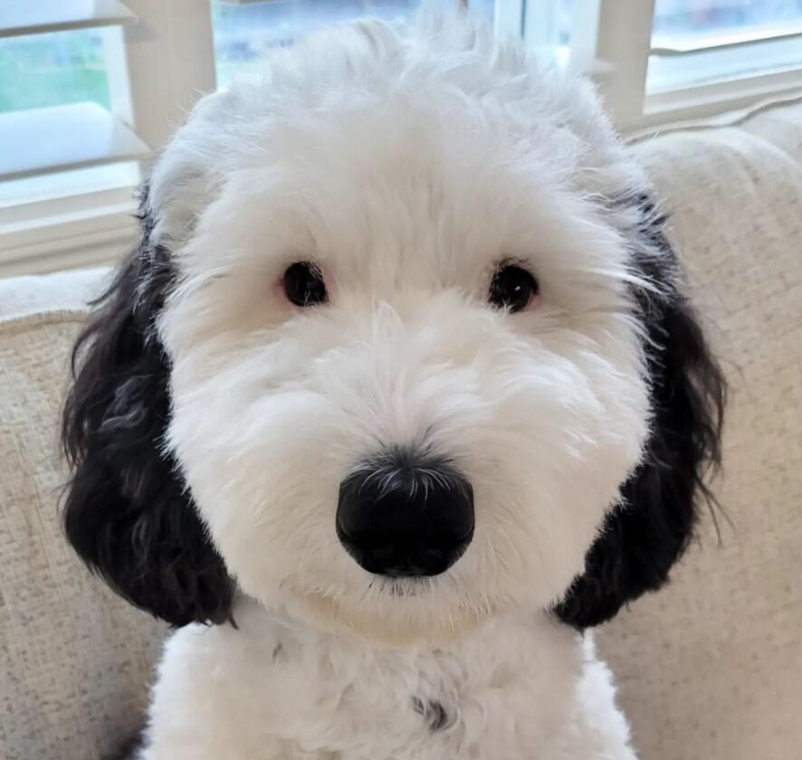 Bayley the mini sheepadoodle is going viral online for looking like popular “Peanuts” character Snoopy. (Instagram)