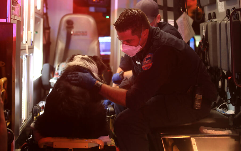 American Medical Response paramedic Robert Hoffman gives supplemental oxygen to Appa, after the pup was rescued by Santa Rosa firefighter Mike Johnson from an apartment fire on Burt Ave. in Santa Rosa, Saturday night, May 22, 2021. Appa was taken to an emergency vet to be checked out. The fire displaced several families who sought help from the Red Cross. (Kent Porter / Santa Rosa Press Democrat) 2021