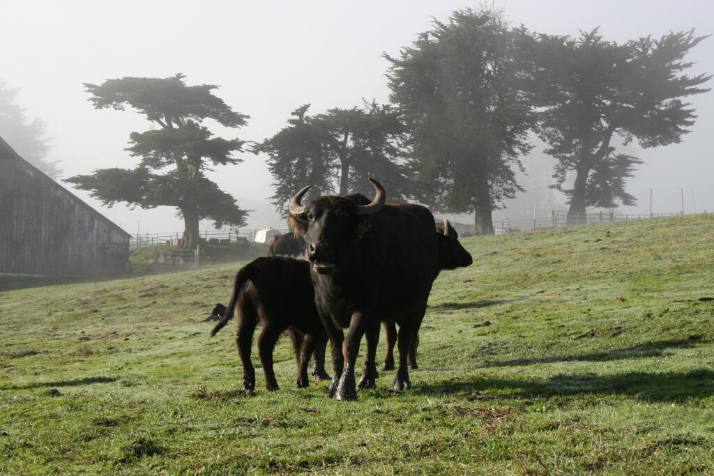 A herd of water buffalo, pictured at Ramini Mozzarella in Tomales, were moved to Sonoma recently. (Photo: Audrey Hitchcock 2012)