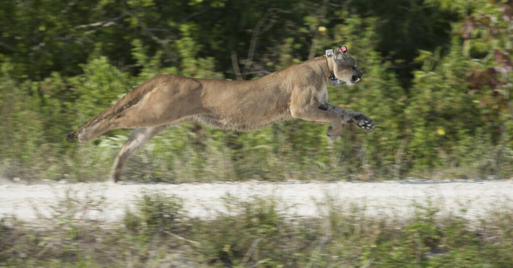 FILE - A Florida panther, rescued as a kitten, was released back into the wild in the Florida Everglades, April 3, 2013. This panther has died less than a year after being released back into the wild. Fifty years after the Endangered Species Act took effect, environmental advocates and scientists say the law is as essential as ever. Habitat loss, pollution, climate change and disease are putting an estimated 1 million species worldwide at risk. (AP Photo/J Pat Carter, File)