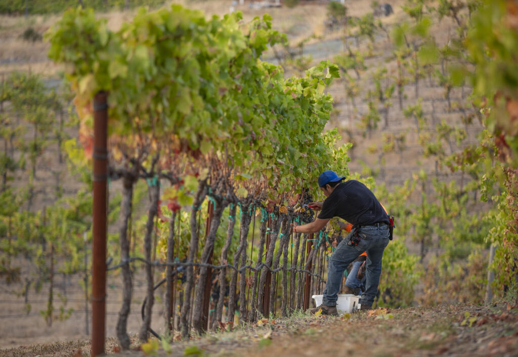 Grapes make headlines and profits in Sonoma County, and cannabis is now the third most valuable crop. Name No. 2. (CHAD SUMICK / The Press Democrat)
