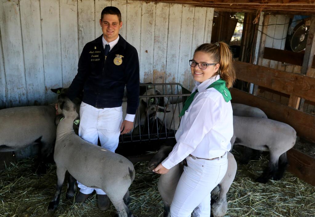 Emily Maners, 16, and Austin Maners, 18, with their sheep at their home in Santa Rosa on Thursday, July 30, 2020. (Beth Schlanker / The Press Democrat)