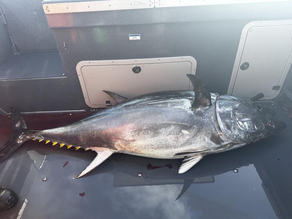 Tony Marks, his son Dominic Marks and Kevin Kraft caught a massive bluefin tuna out of Bodega Bay on March 21, 2024. (Tony Marks)