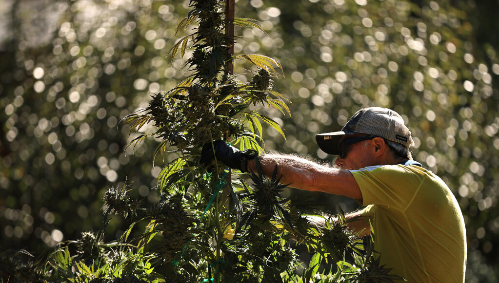 At his Glentucky Farm in Glen Ellen, Mike Benziger harvests La Bomba, a strain of cannabis that won gold at the California State Fair last year, Benziger has finished most of the cannabis harvest, Friday, Oct. 27, 2023.  (Kent Porter / The Press Democrat)