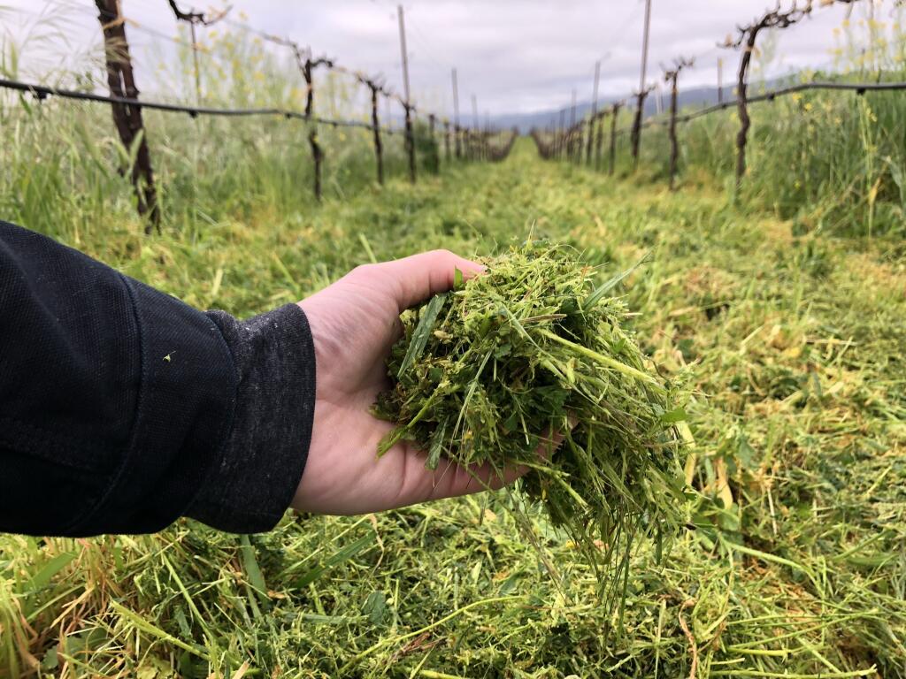 Residue from mowing cover crops provides armor for the soil. (Courtesy: Mendocino Wine Company)