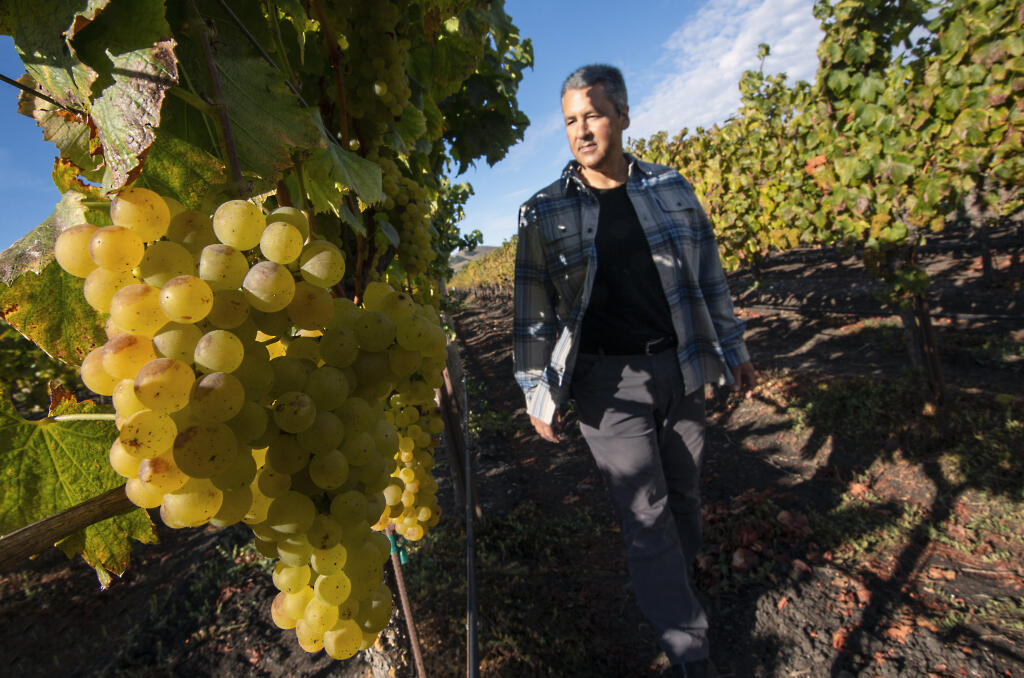 Jeff Martin, proprietor of Martin Vineyards, examines the chardonnay grapes on his 20-acre Leveroni Road vineyard on Wednesday, Oct. 25, 2023. This year’s harvest is running two to three weeks late, and like everyone else in the valley, he’s busy harvesting before the colder weather sets in.Though there is a small amount of bunch rot from last week’s heavy rains, he still expects to harvest 80 to 90 tons of grapes from this particular vineyard that he owns with his brother, Dave, and his sister, Teresa Bozzetto.  (Robbi Pengelly/Index-Tribune)