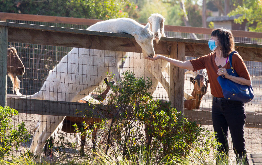 Jess Miller, of San Francisco, feeds a goat during a pancake social at Goatlandia in Santa Rosa on Saturday, Oct. 16, 2021. (Darryl Bush / For The Press Democrat)