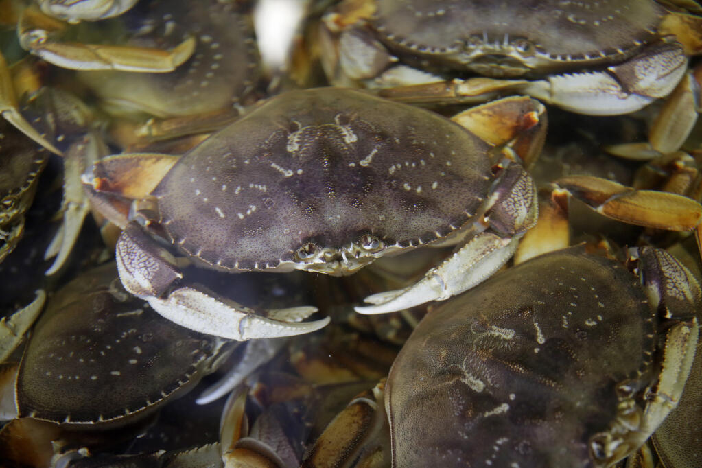 FILE - In this Nov. 16, 2018, file photo, fresh Dungeness crabs fill a tank at the Alioto-Lazio Fish Company at Fisherman's Wharf in San Francisco. California is cutting short the commercial Dungeness crab season to protect humpback whales from becoming entangled in trap and buoy lines. The state Department of Fish and Wildlife announced Thursday, March 30, 2023, that commercial fishing will end on April 15 from the Mendocino county line to the Mexican border. (AP Photo/Eric Risberg, File)