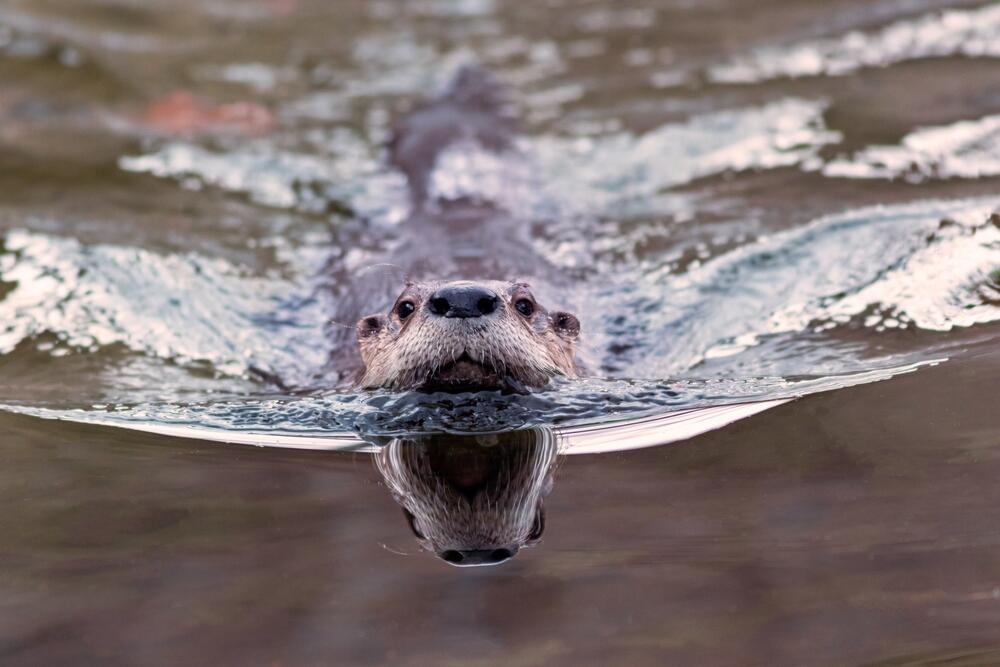 A North American River Otter. (Rabbitti / Shutterstock)