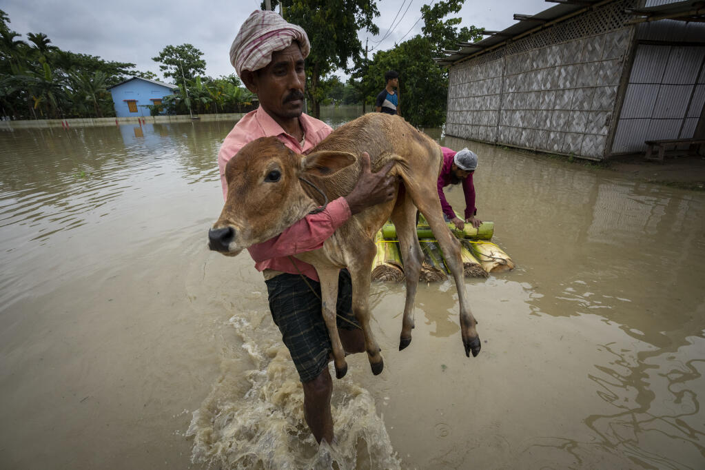 A villager carries a a calf and wades through floodwaters in Korea village, west of Gauhati, India, Friday, June 17, 2022. (AP Photo/Anupam Nath)