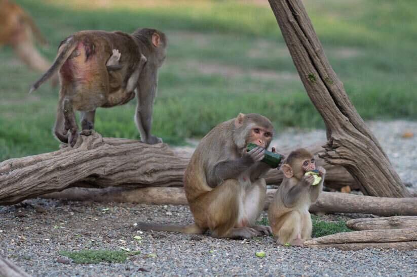 In this undated photo provided by the California National Primate Research Center, rhesus monkeys are seen in their outdoor enclosure at the California National Primate Research Center in Davis, Calif. A group of the animals exposed to wildfire smoke as infants have developed lungs that are about 20 percent smaller than other rhesus monkeys. (CNPRC/Univeristy California Davis via AP)