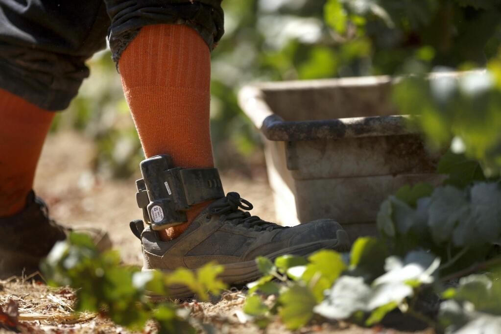 Jaime Gonzalez, an inmate from the Mendocino County Jail, wears an electronic monitoring device around his ankle as he picks pinot noir grapes at Barra of Mendocino vineyards in Redwood Valley, California on Wednesday, September 10, 2014. The device costs inmates $11 per day to wear while working.(BETH SCHLANKER/ The Press Democrat)
