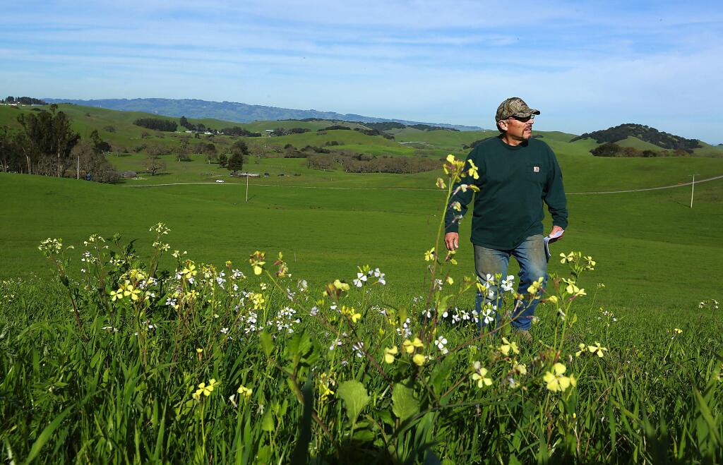 Hank Corda's ranch near Petaluma is a compost test site where scientists are measuring the growth of vegetation after an application of nutrient rich compost. (Photo by John Burgess/The Press Democrat)
