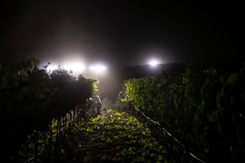 Crews pick chardonnay wine grapes in predawn hours at Frank Family Vineyards’ Lewis Vineyard on the Napa Valley side of the Carneros appellation on Sept. 9. The grapes are bound for the winery’s single-vineyard and Carneros chardonnay wines. (courtesy of Frank Family Vineyards)