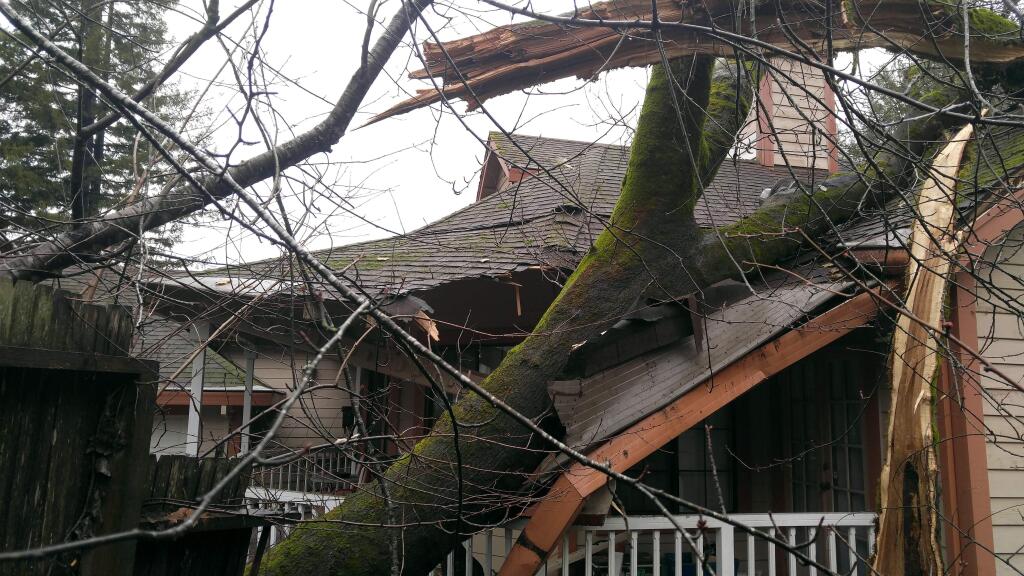 A tree toppled into a house on Parquet Street in Sebastopol, California due to a rain storm in early January of 2016. (Photo courtesy of Timothy Vassele)