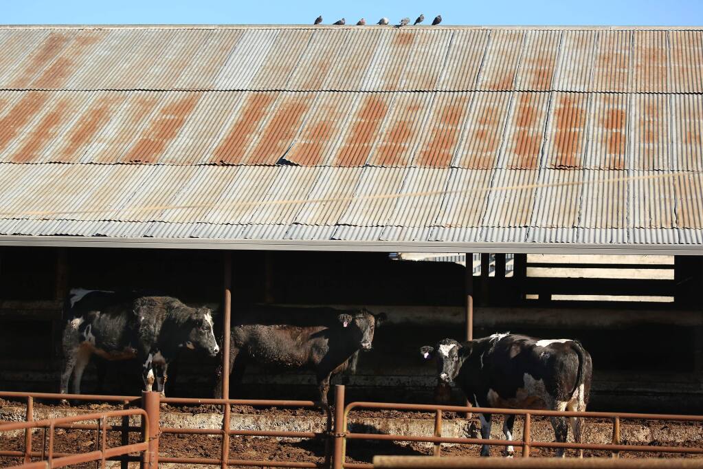 Cows destined for slaughter are shown at the Rancho Feeding plant in Petaluma in January 2014. (CONNER JAY/ PD)