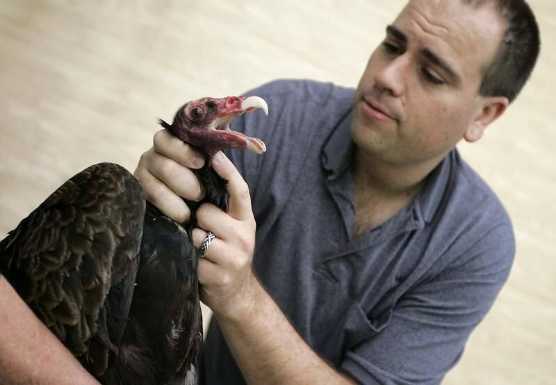 Dr. Dan Famini performs a checkup on a turkey vulture at the Sonoma County Wildlife Rescue center before it is released on Monday morning, June 2, 2008.