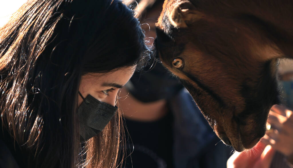 Jasmin Lopez of Sonoma is face to face with Chico the goat, Saturday, January 8, 2022, at Charlies Acres, an animal sanctuary, east of Sonoma.  (Kent Porter / The Press Democrat) 2022