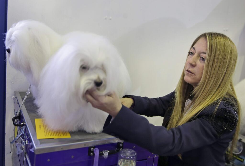 Justine Romano grooms her two Cotons de Tulear, Chanel, right, and Burberry, before they compete at the Westminster Kennel Club show in New York, Monday, Feb. 16, 2015. (AP Photo/Seth Wenig)