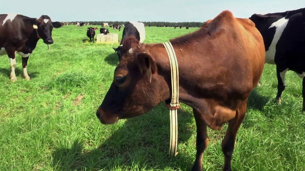 In this March 28, 2018, image made from a video, a cow stands in a pasture on Seven Oaks Dairy in Waynesboro, Ga. On the cow's neck is a device called IDA, or “The Intelligent Dairy Farmer's Assistant,” created by Connecterra. It uses a motion-sensing device attached to a cow's neck to transmit its movements to a program driven by artificial intelligence. (AP Photo/Marina Hutchinson)