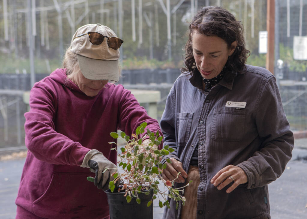 Native Plant Nursery Manager Hannah Aclufi helps volunteer Debbie Tancik prepare a plant for this weekend’s upcoming plant sale, at the Sonoma Garden Park on Seventh Street East on Wednesday, Oct. 12, 2022. (Robbi Pengelly/Index-Tribune)
