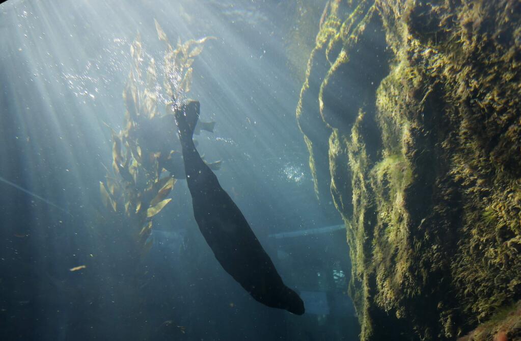 In this photo taken Monday, March 26, 2018, a sea otter dives to the bottom of its exhibit at the Monterey Bay Aquarium in Monterey, Calif. California sea otters, once thought wiped out by the fur trade, are booming again in a federally-protected enclave of Northern California coast. But outside that sanctuary, a new study finds, a chain of unintended bad consequences has followed man's removal of otters as a top predator of the sea, and is preventing the furry creature's return to its former range from Baja California north. (AP Photo/Eric Risberg)