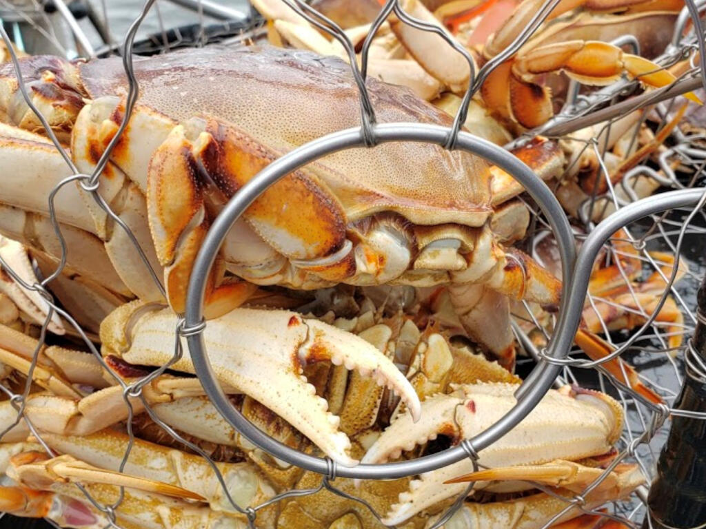 Dungeness crab may not be in local supermarkets yet, but you can catch them yourself by driving over to Bodega Bay and spending a morning with Capt. Rick Powers of Bodega Bay Sportsfishing.(Bodega Bay Sportsfishing photo)