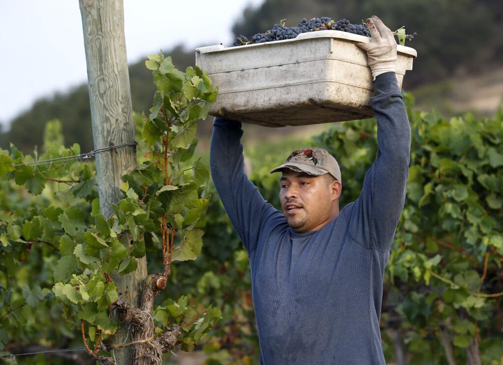 A worker harvests pinot noir grapes at Vyborny's Game Farm vineyard on Wednesday, July 22, 2015 in Yountville, California . (BETH SCHLANKER/ The Press Democrat)