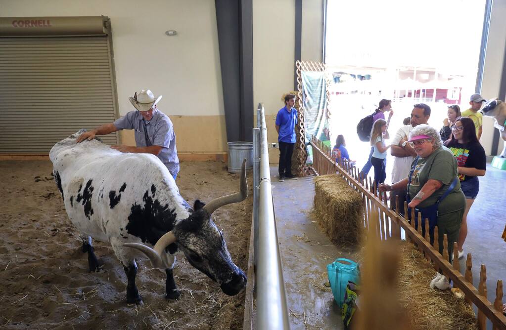 Houston Evans pets Angel, a Texas longhorn, as visitors stop to look at her at the Sonoma County Fair in Santa Rosa on Monday, Aug. 6, 2018. (CHRISTOPHER CHUNG/ PD)