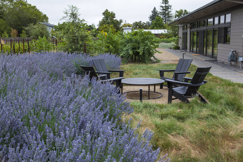 Outdoor patio with English lavender and California native turf grass in defensible space near home; Firescape design, Caughey Garden, Kenwood; April Owens Design. (Saxon Holt / PhotoBotanic)