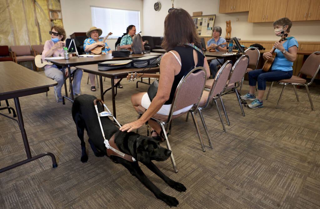 Maude the guide dog, takes a deep stretch as she and her handler Vicki Martin settle in for a ukulele class at the Earle Baum Center of the Blind in Santa Rosa, Tuesday, July 20, 2021 (Kent Porter / The Press Democrat) 2021