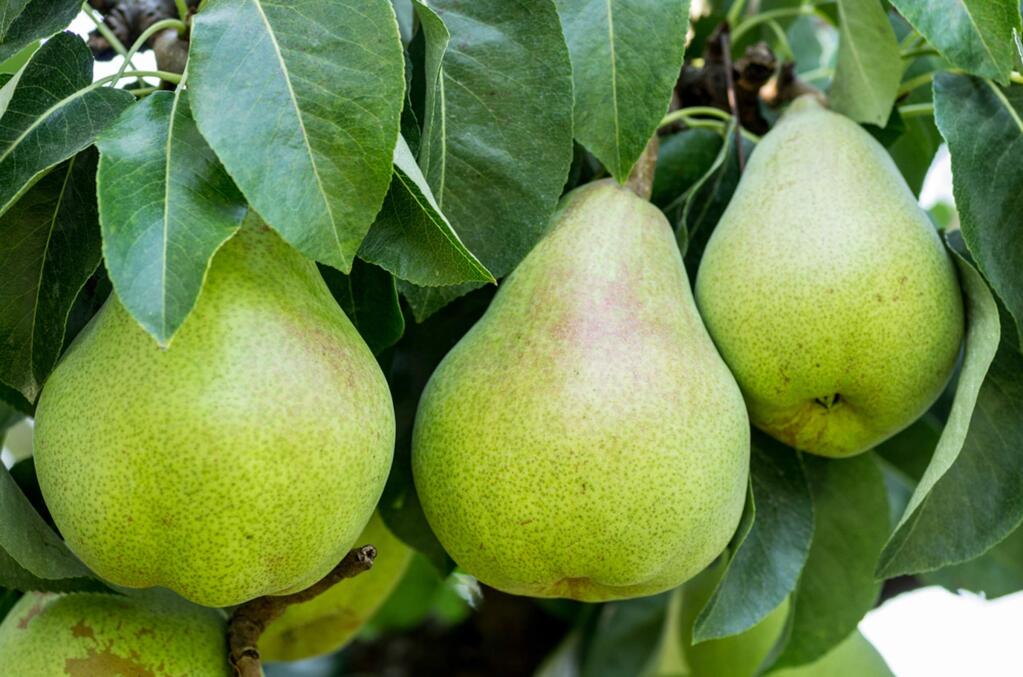 Bartlett pears must be picked green, about three weeks before they ripen, and placed in a cool, shady room with plenty of air circulation around each fruit. Pick them too late and they become mushy.