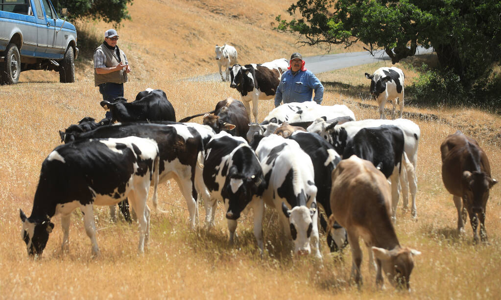 Dairyman John Bucher and assistant manager Javier Lopez of Bucher Farms in Healdsburg check on their dairy cattle, Wednesday, May 26, 2021.  (Kent Porter / The Press Democrat) 2021