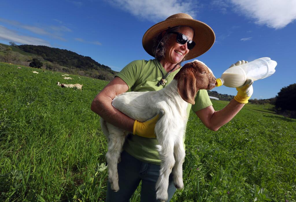 photos by JOHN BURGESS / The Press Democrat Front Porch Farm co-owner Mimi Buckley feeds a baby goat. The goats are used as the “mowers” on the farm.