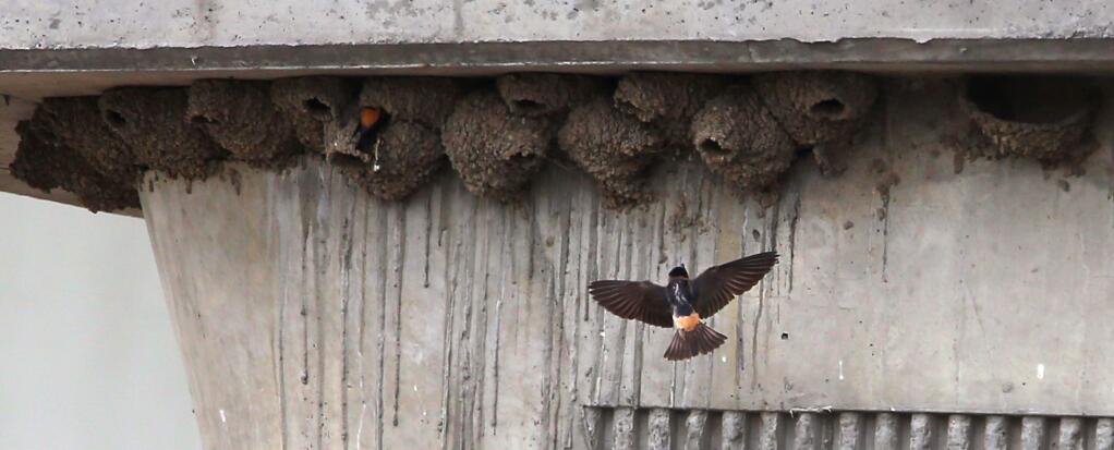 A swallow returns to its nest under the Highway 101 bridge, over the Petaluma River, in Petaluma on Monday, May 18, 2015. (Christopher Chung/ The Press Democrat)