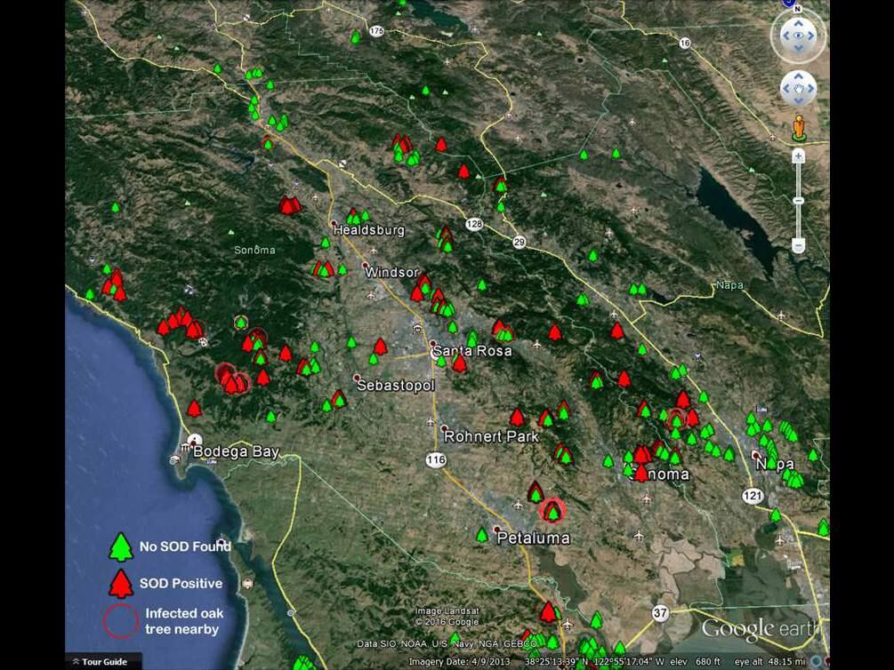 A map view of sudden oak death infestations in Sonoma County. Tress that tested positive for sudden oak death are shown red. (GOOGLE EARTH)