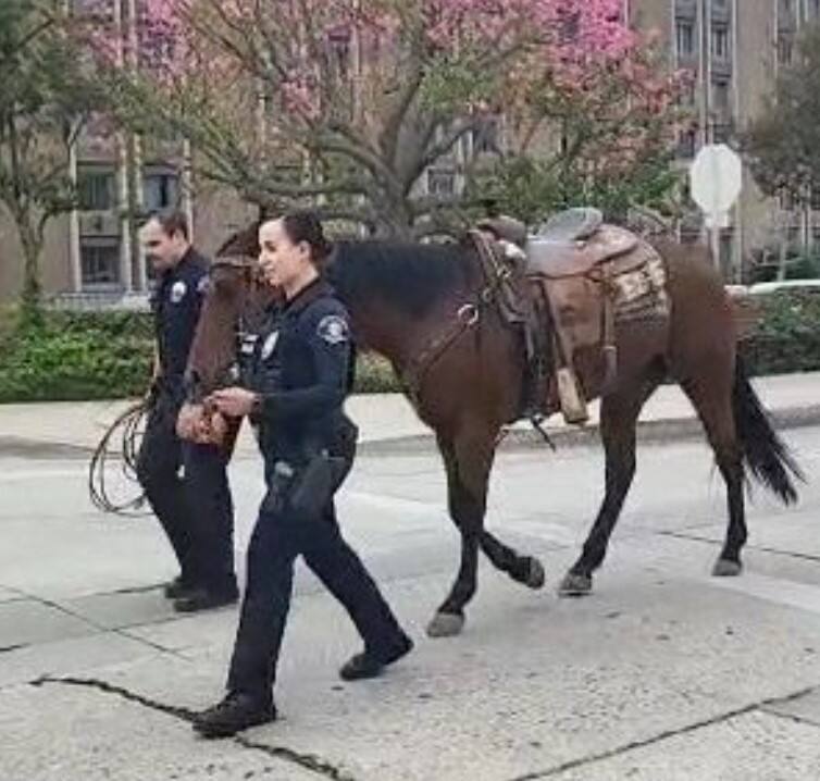 Whittier police with the horse after the Saturday, Oct. 15, 2022, arrest of a man on horseback. (Whitter Police Department/Instagram)