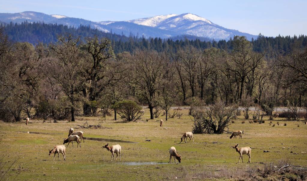 A tule elk herd grazes in a meadow at Lake Pillsbury in Lake County, Thursday, March 14, 2019. (Kent Porter / The Press Democrat) 2019