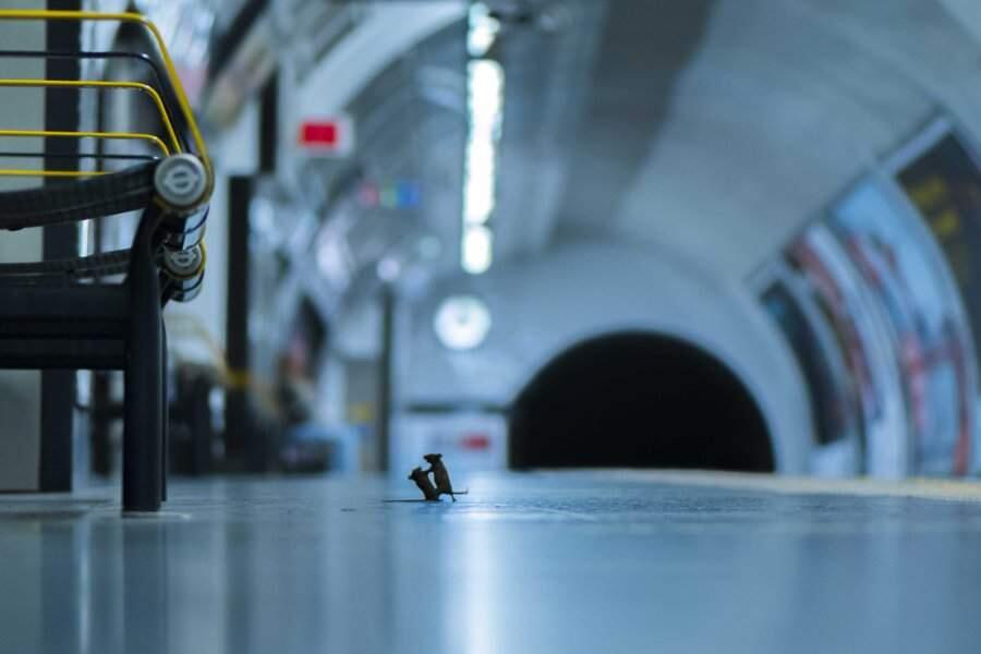 Wildlife photographer Sam Rowley captured this photo, titled 'Station Squabble,' of two mice fighting over crumbs in a London underground station. The image won LUMIX People's Choice Award and is being displayed at London's Natural History Museum through May. (Sam Rowley Photography/ LUMIX UK/ Twitter)